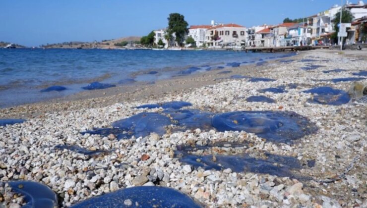 Vatandaşlar hem şaşkın hem de tedirgin! Yüzlerce denizanası kıyıya vurdu