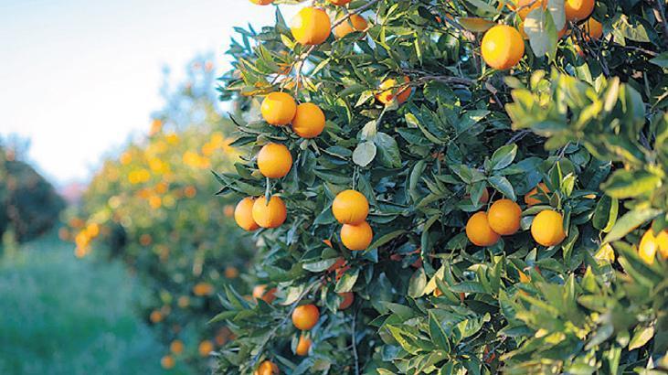 Narenciyede ‘yeşillenme hastalığı’ alarmı verildi