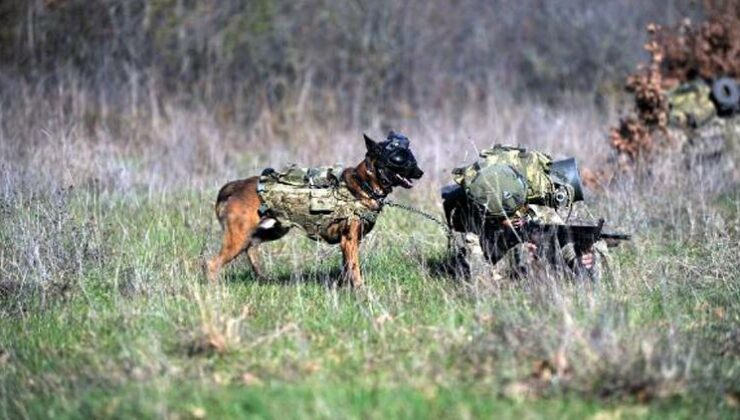 TSK’nın eğitimli köpekleri önce parkurda sonra arazide