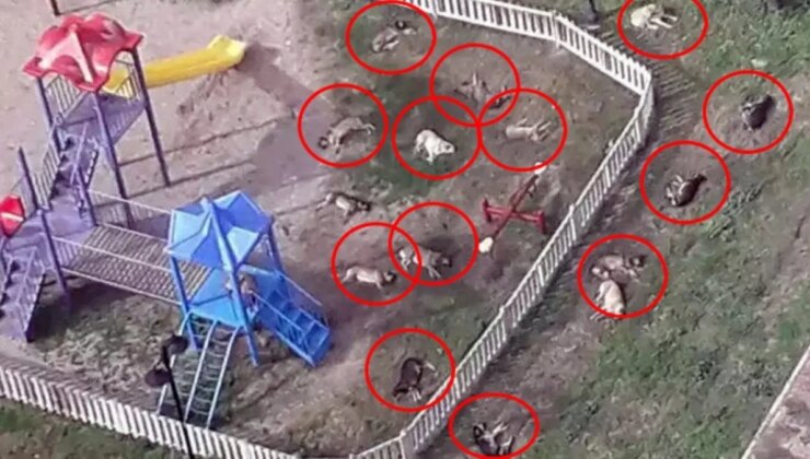 Ürküten görüntü! Başıboş köpekler çocuk parkını istila etti