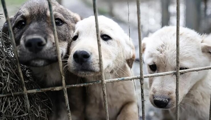 Ankara’da 180 köpeğe bakan kadına 1.7 milyon lira ceza